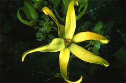 Έλαιο Ylang Ylang