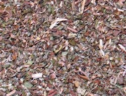 Νεπέτα (Catnip)