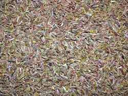 Κύμινο (Cumin)