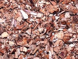 Κάλαμος Ρίζα (Calamus)