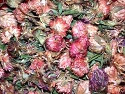 Κόκκινο Τριφύλλι (Red Clover)