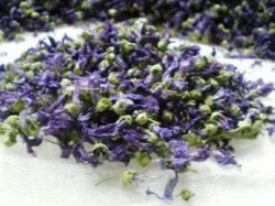 Άνθη Μπλε Μολόχας (Mallow)