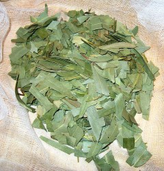 Φύλλα Ευκάλυπτου (Eucalyptus)