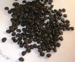 Σπόροι Τάτουλας (Datura)