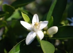 Ανθόνερο από Άνθη Πορτοκαλιάς