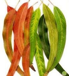 Έλαιο Χώρου Ευκάλυπτος