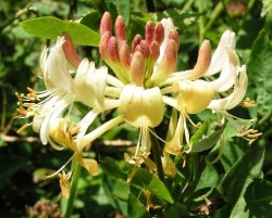 Έλαιο Χώρου Αγιόκλημα