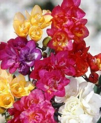 Έλαιο Χώρου Freesia