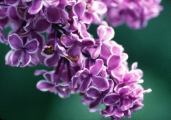 Έλαιο Χώρου Πασχαλιά