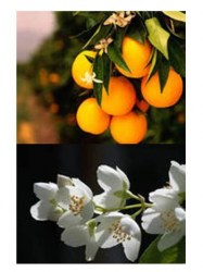 Έλαιο Χώρου Πορτοκάλι με Γιασεμί