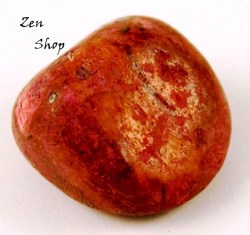 Βότσαλο Απολιθωμένο Κοράλλι